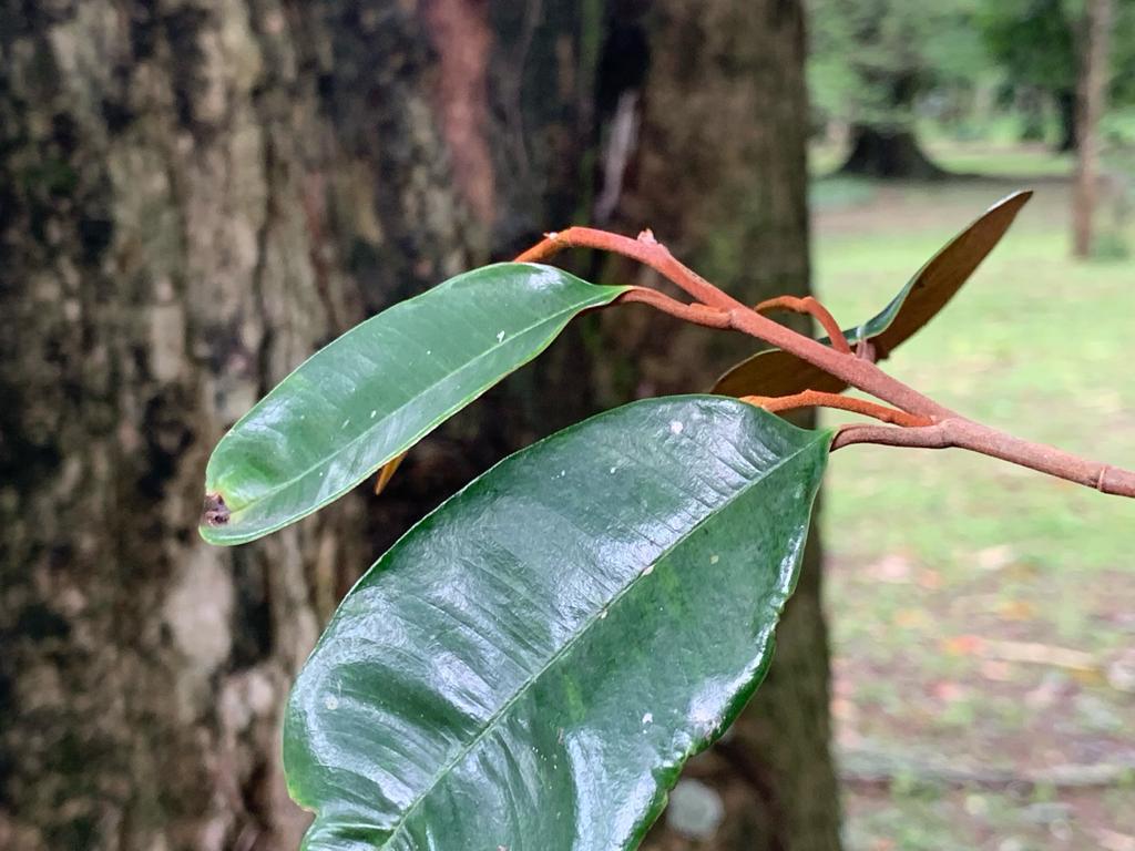 imagem com uma arvore de oiti em um parque. Em primeiro plano esta as folhas em um galho fino.